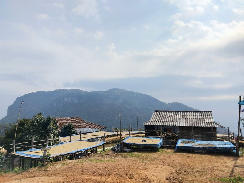 Pha Hi (or Pha Hee) is a mountainous Akha village in Chiangrai, Thailand, known for its stunning views, cool weather, and coffee plantations.